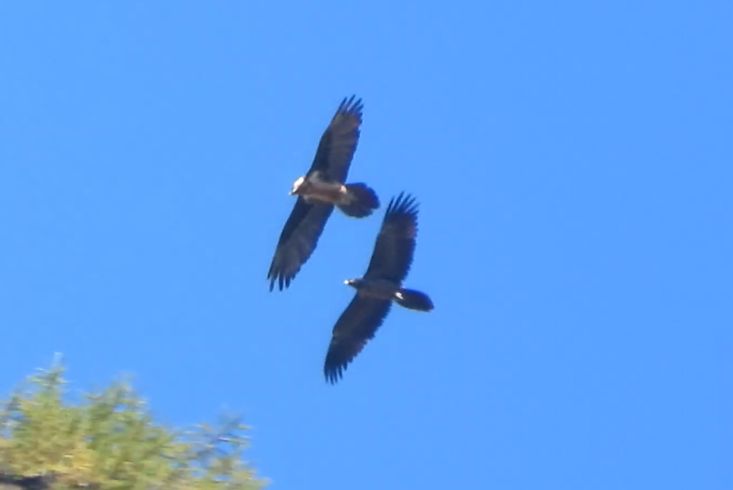 Il Gipeto è una specie protetta