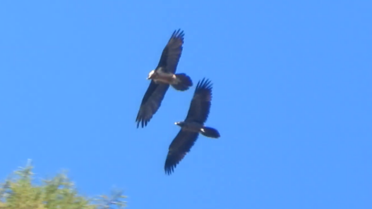 Il Gipeto è una specie protetta