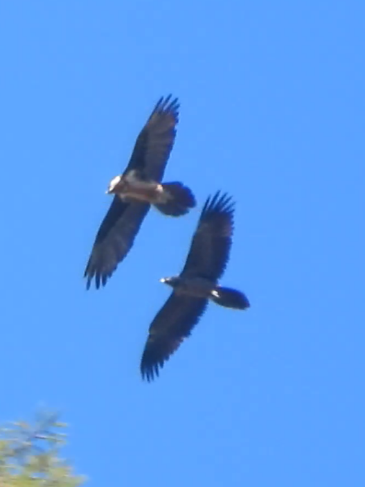 Il Gipeto è una specie protetta